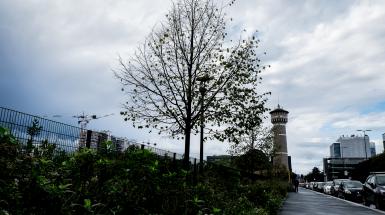 Bicocca selvatica