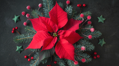 Carol of the bells