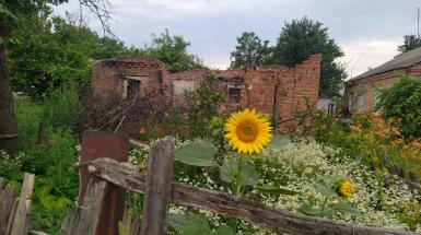 girasole ucraina